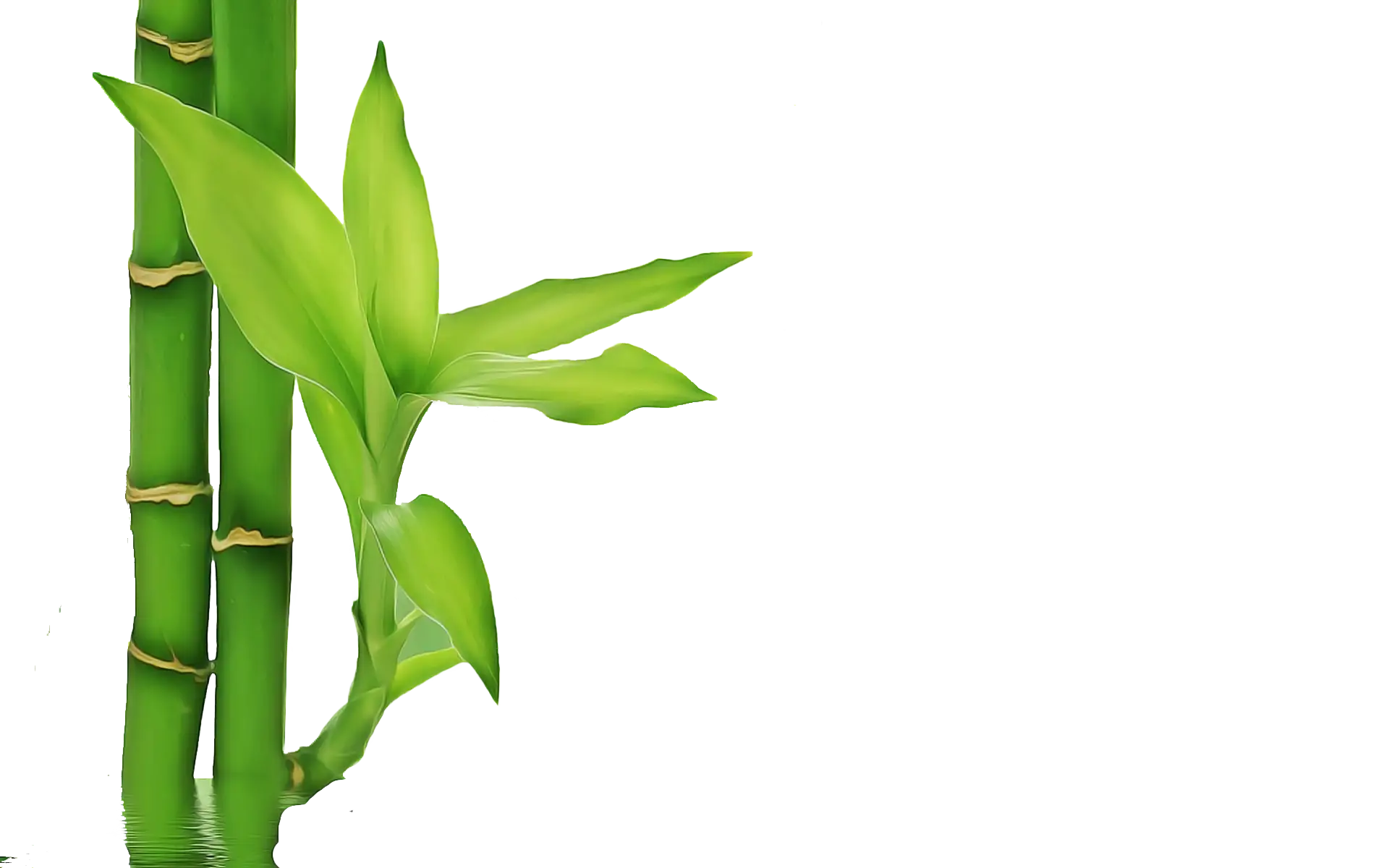 Green Bamboo Stalks with Leaves Illustration