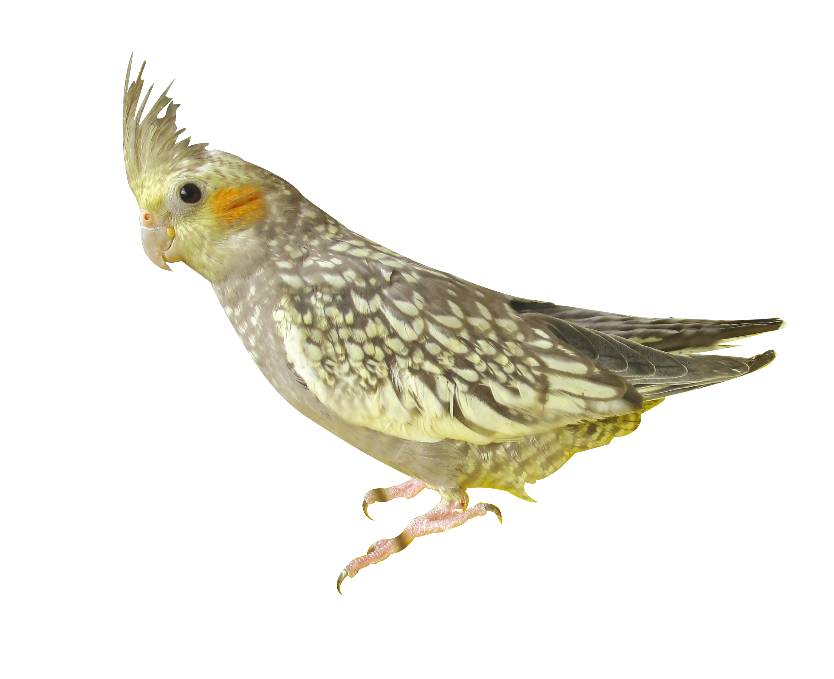 Beautiful Cockatiel with Spotted Feathers