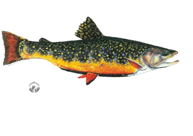 Colorful Brook Trout Fish Illustration