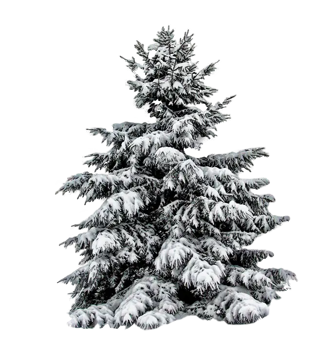 Snow-Covered Evergreen Tree in Winter