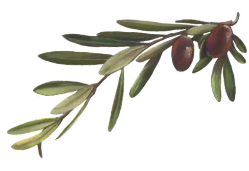 Olive Branch with Olives
