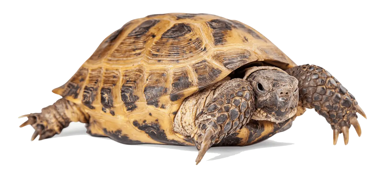 Closeup of a Tortoise with Detailed Shell