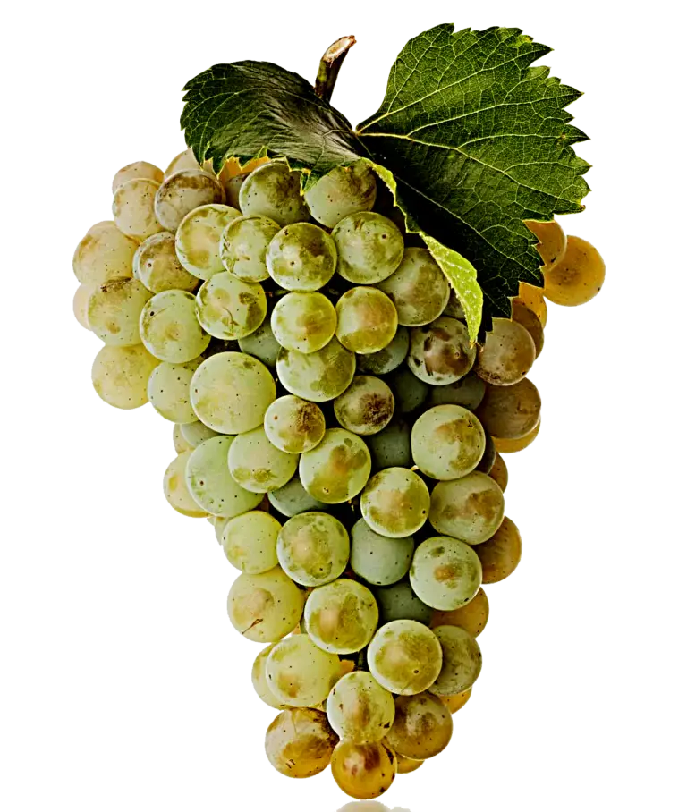 Fresh Green Grape Bunch with Leaf
