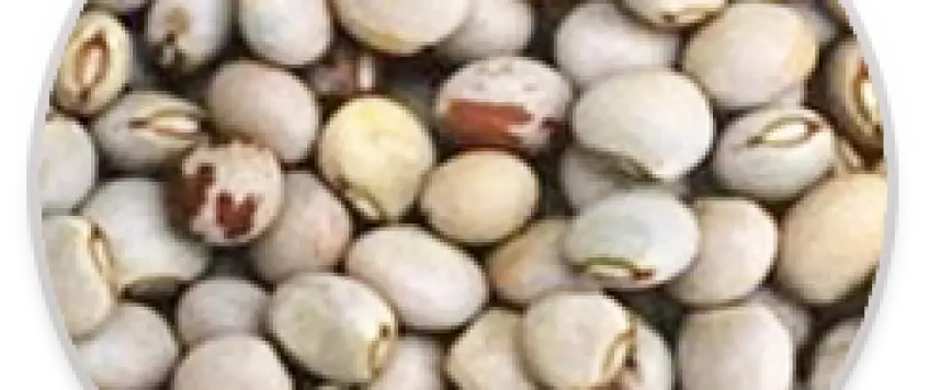 Assorted Beans for Cooking