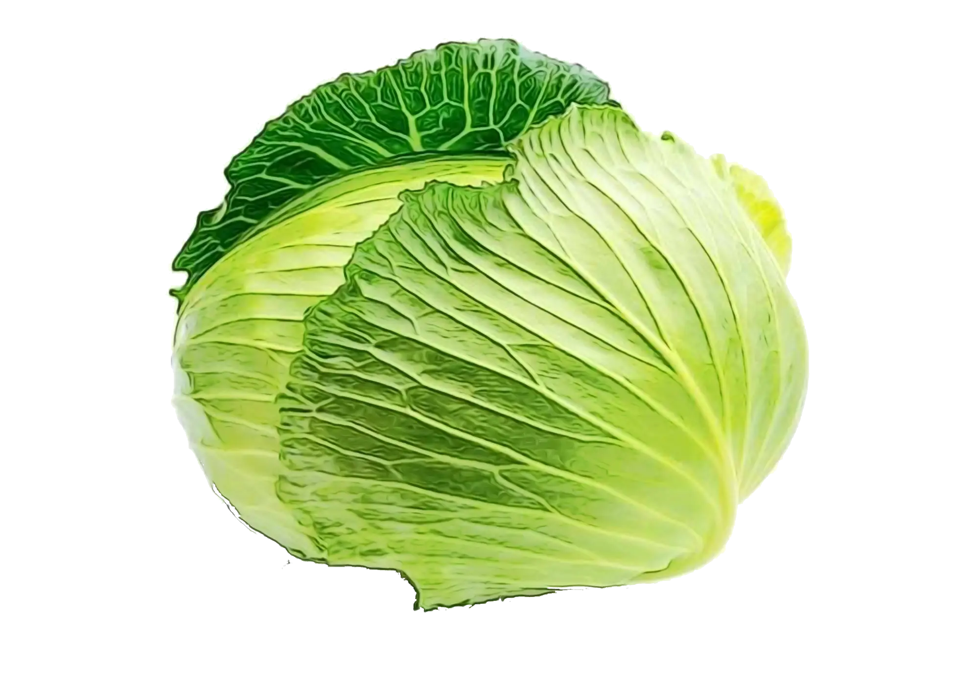 Natural Green Cabbage Illustration