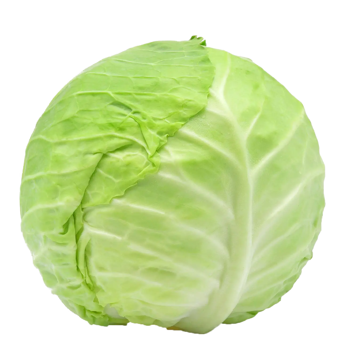 Fresh Green Cabbage
