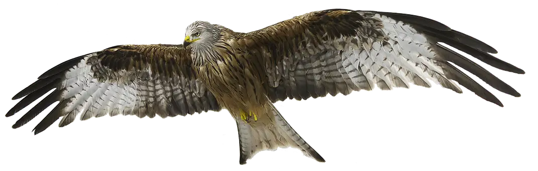 Majestic Soaring Bird in Flight