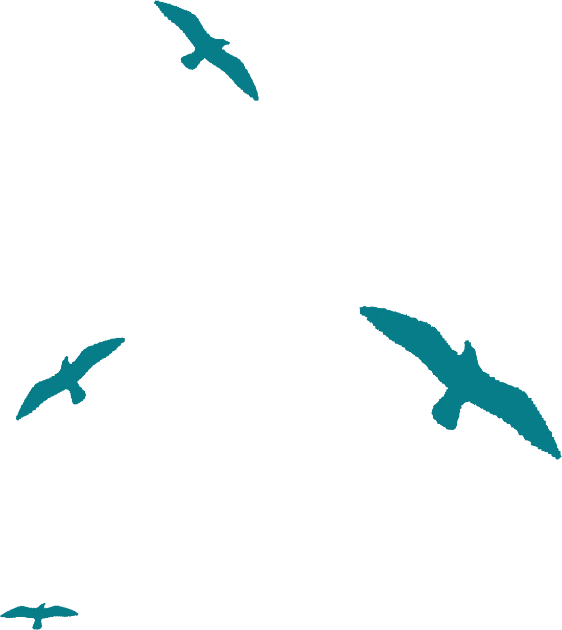 Silhouettes of Flying Birds
