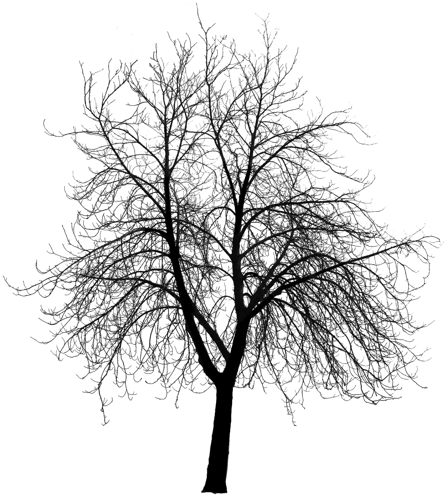 Natural Bare Tree Rendered Frame Black