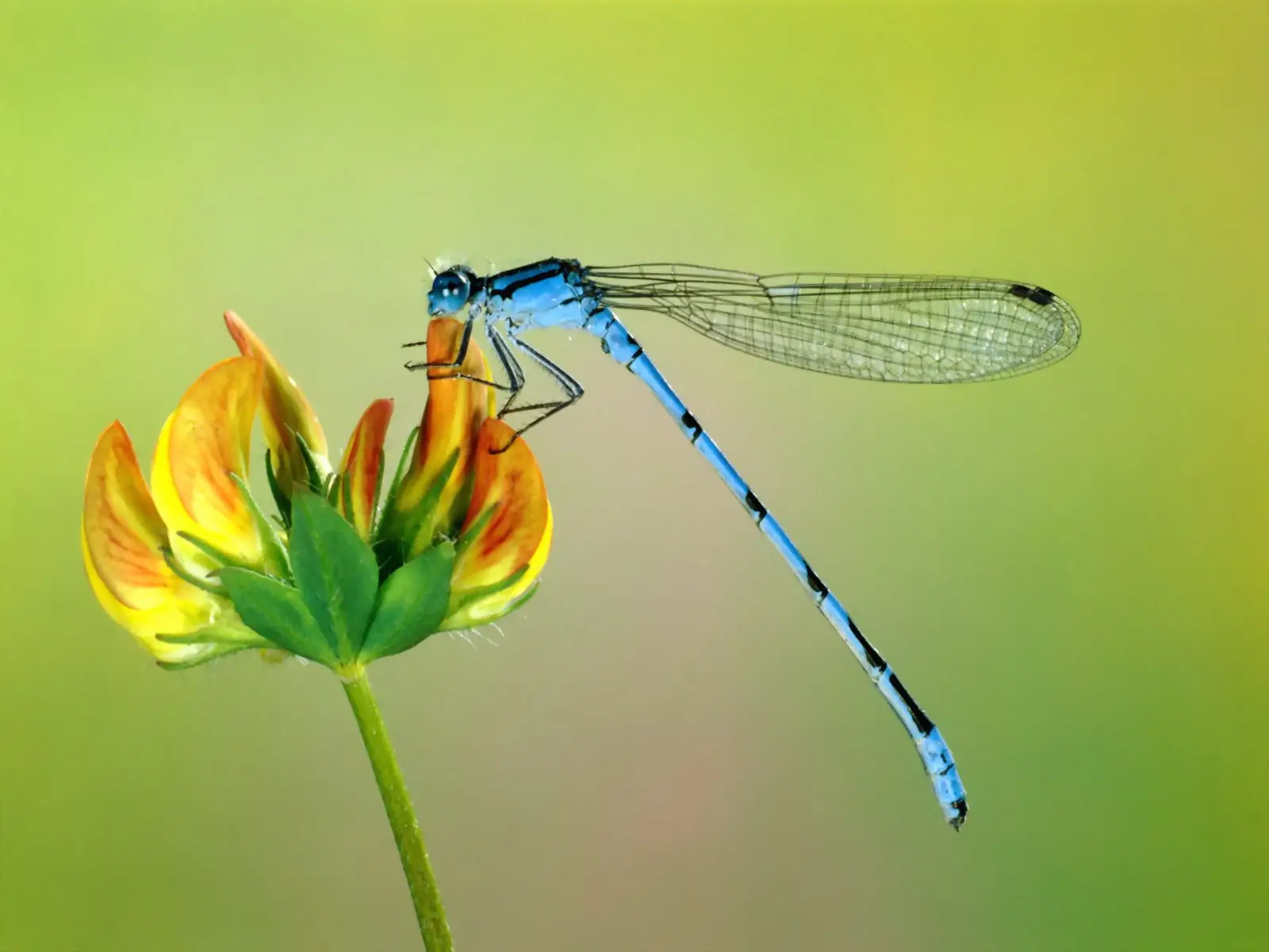 Blue Dragonfly on Flower