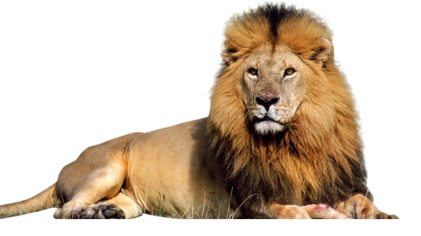 Resting Lion in Wild Habitat