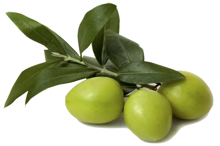 Green Olives on a Branch