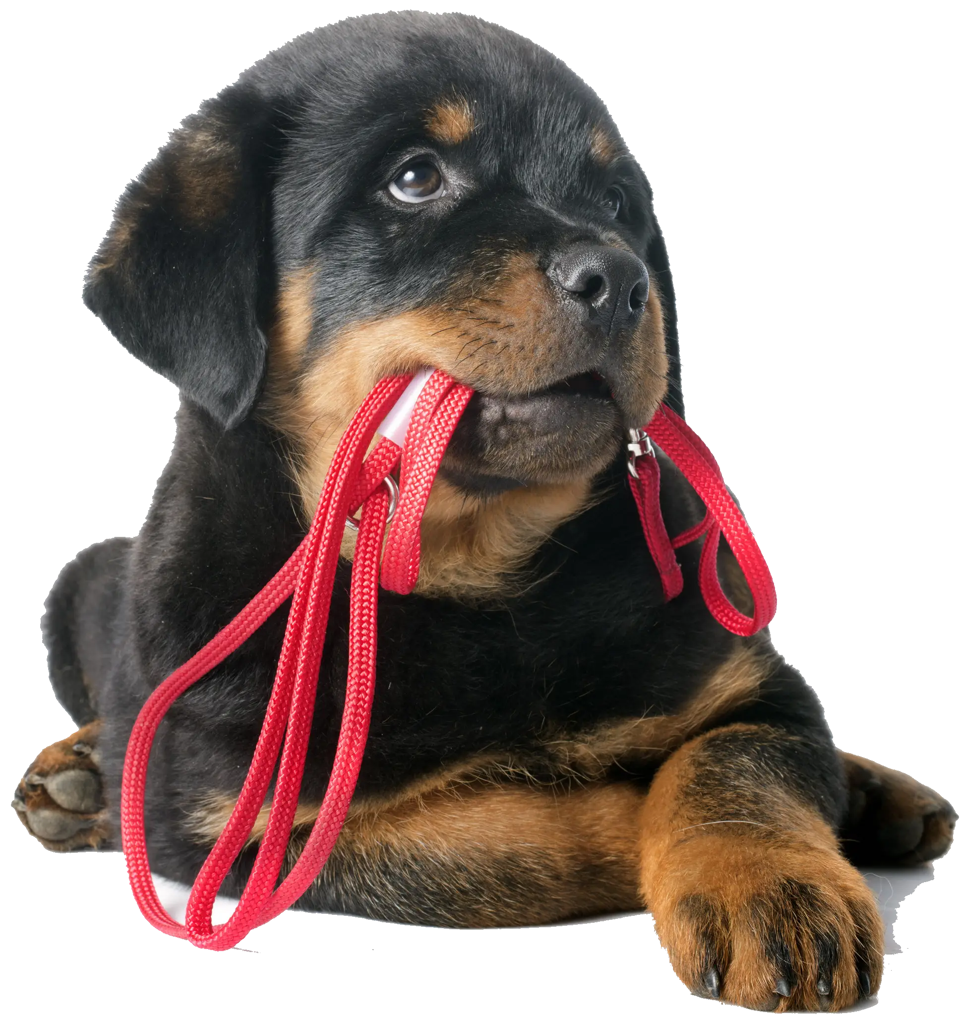 Adorable Puppy with Red Leash