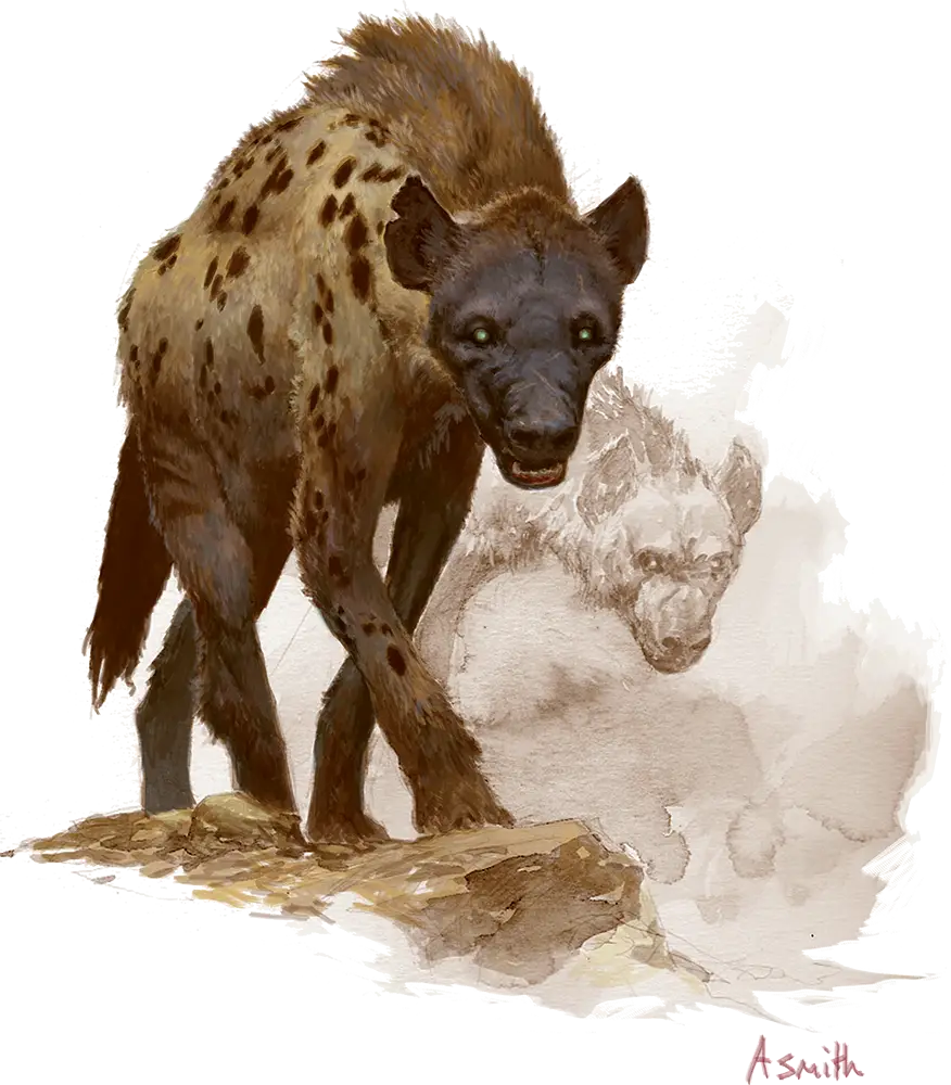 Wild Hyena Illustration