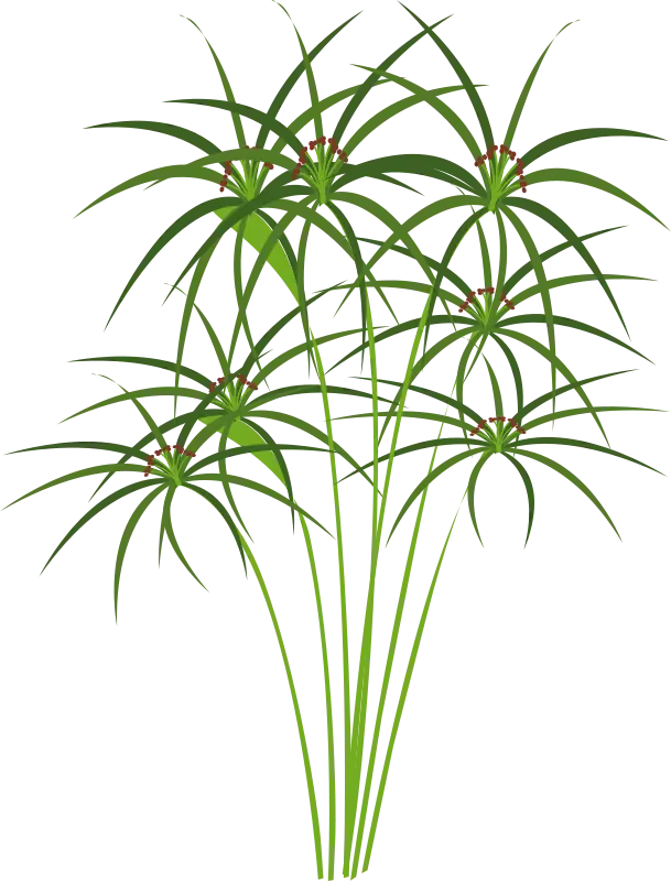 Green Papyrus Plants with Tall Stems