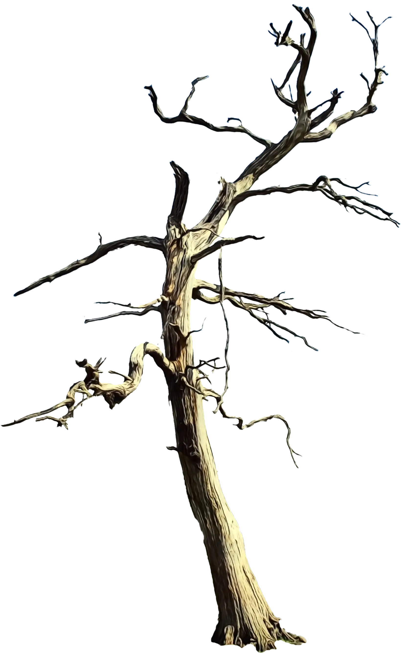 Dead Tree with Branches