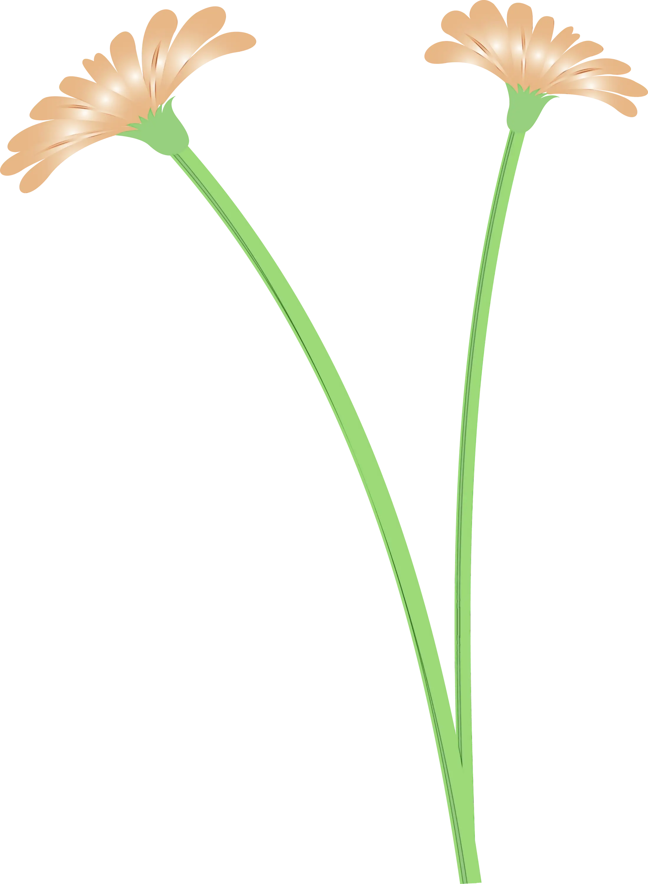 Two Yellow Flowers with Green Stems