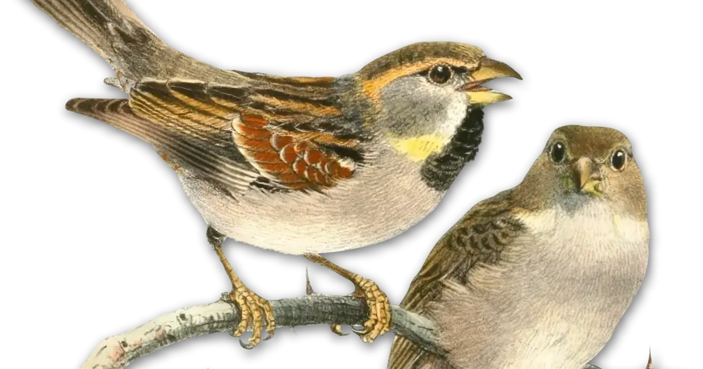 Two Sparrows on a Branch