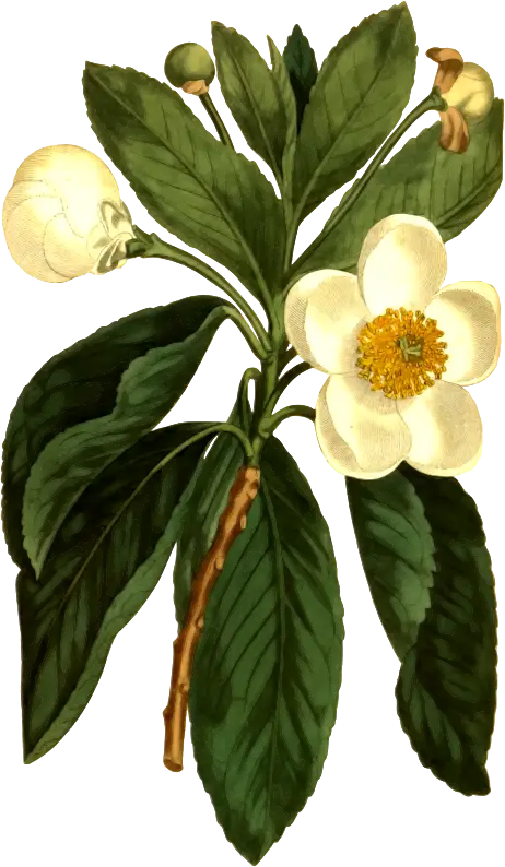 White Flower with Green Leaves Botanical Illustration