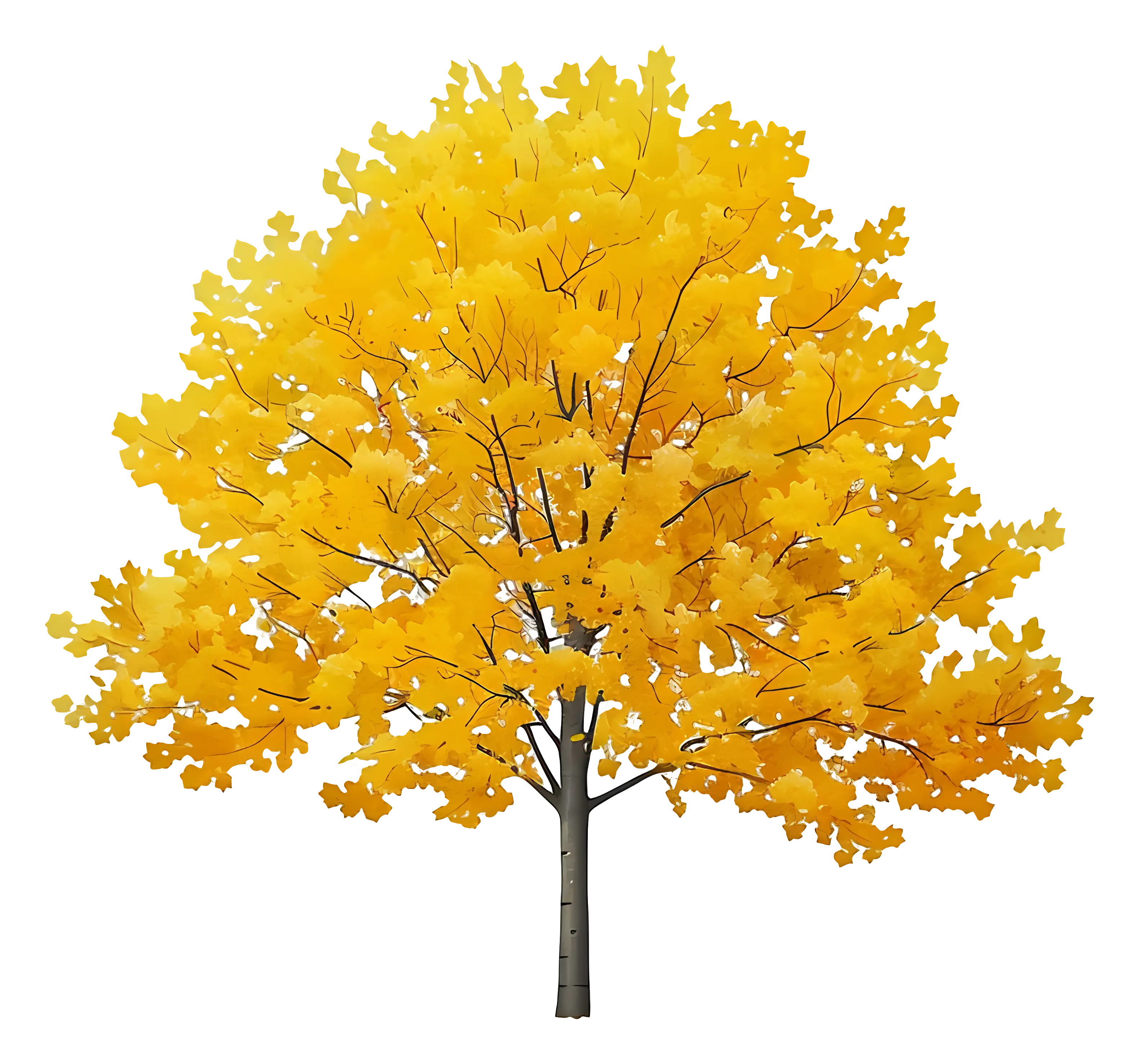 Yellow Tree with Vibrant Fall Leaves