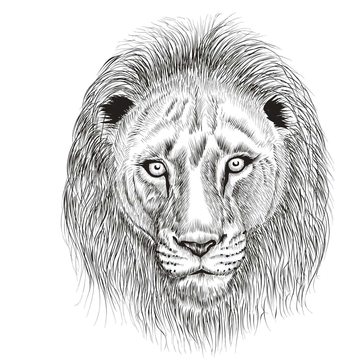Detailed Lion Face Sketch Illustration
