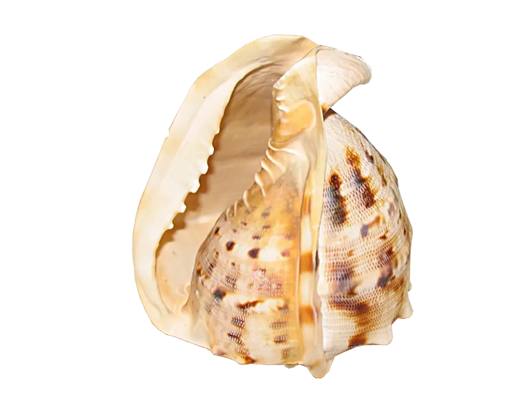 Beautiful Sea Shell from the Ocean