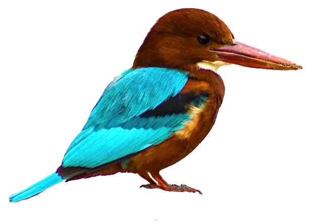 Colorful Kingfisher Bird with Bright Feathers