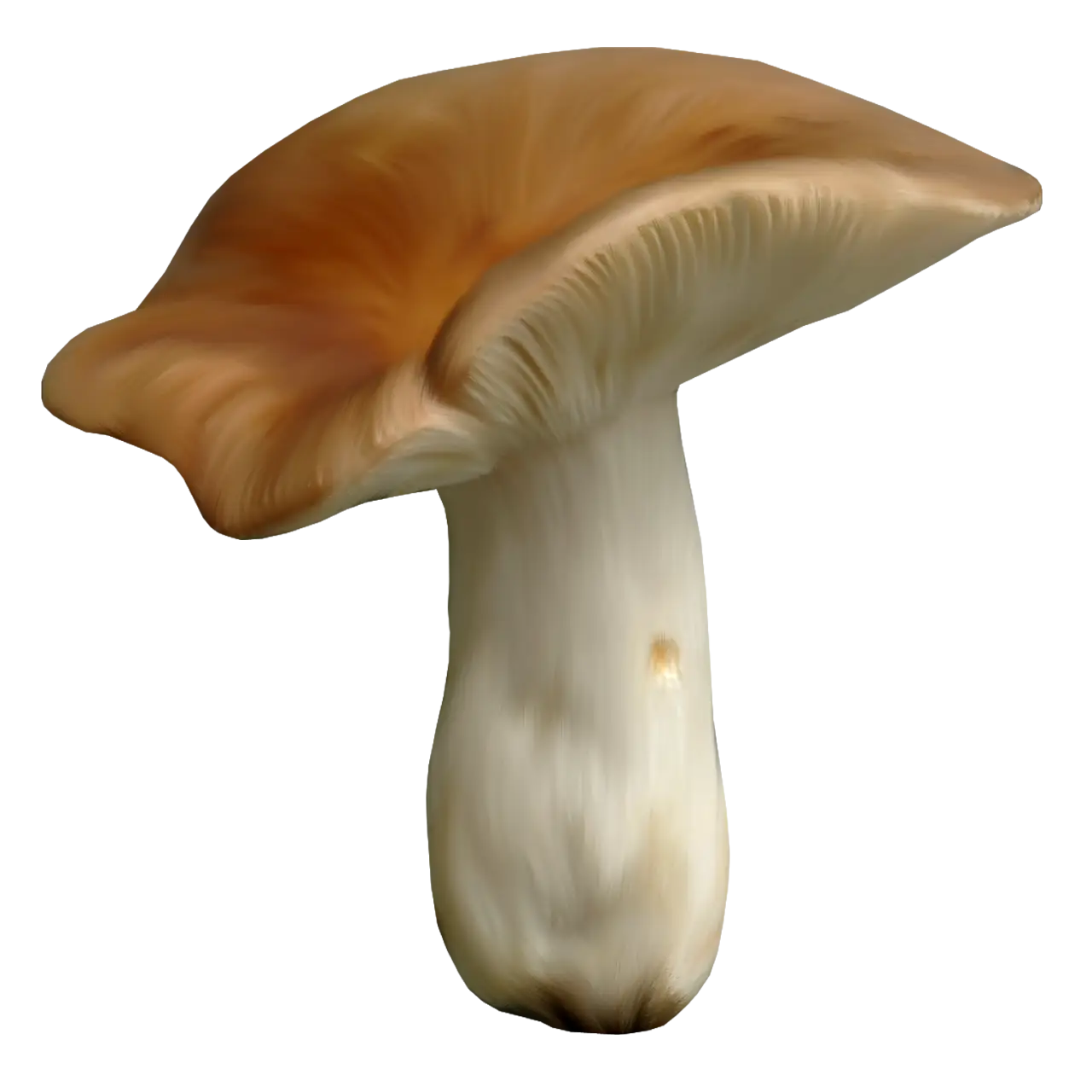 Realistic Mushroom Illustration