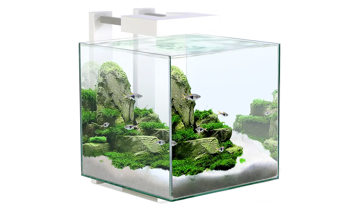 Aquarium with Mossy Rocks and Tiny Fish