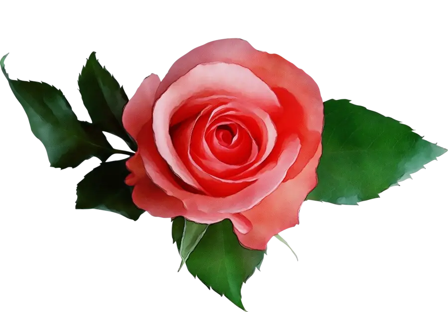 Beautiful Red Rose with Green Leaves
