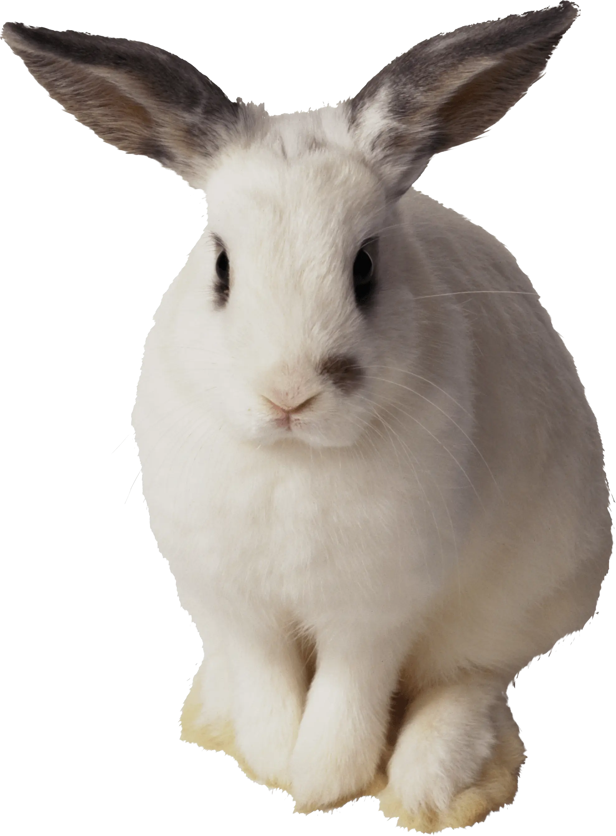 White Rabbit with Gray Spots