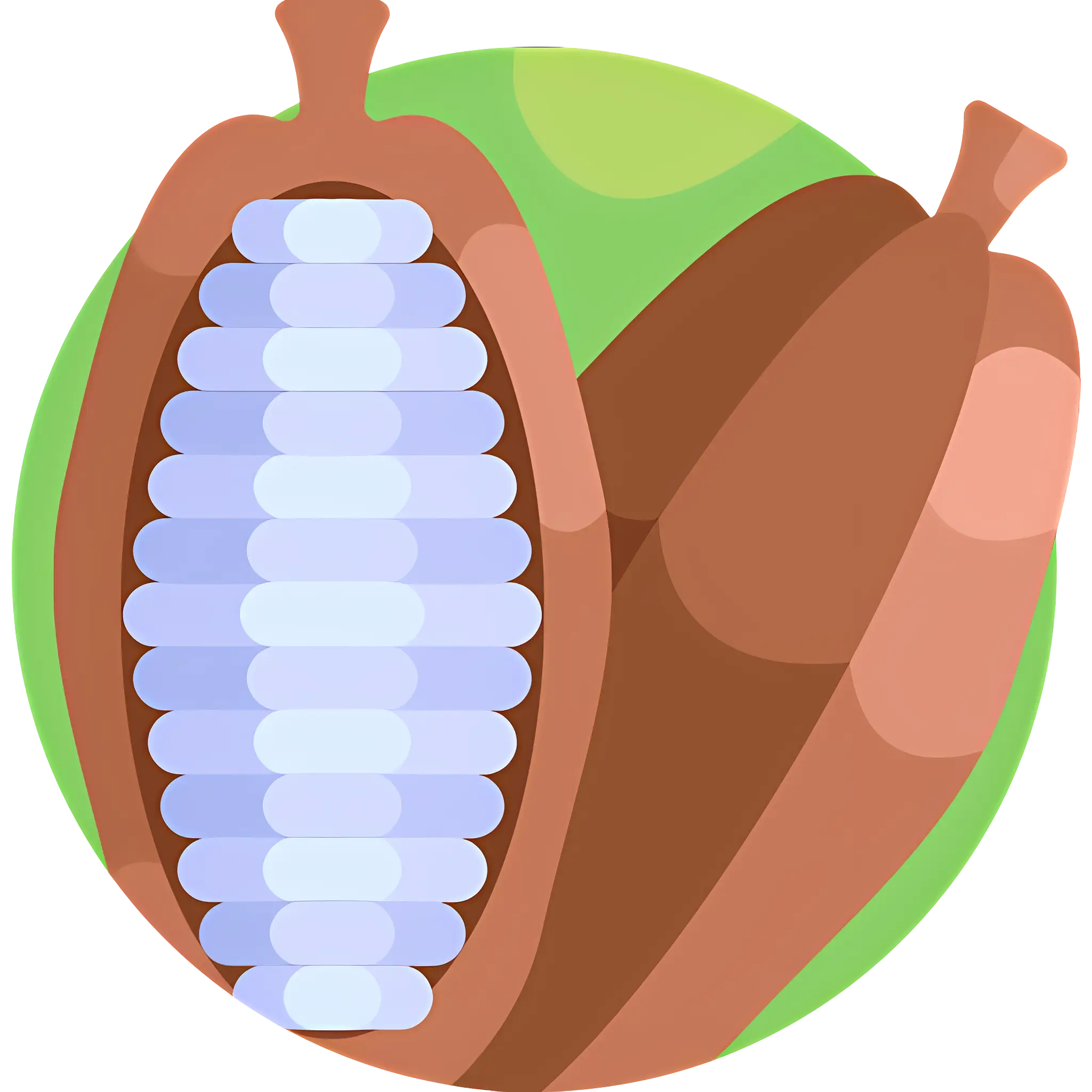 Cocoa Pod with Beans Illustration