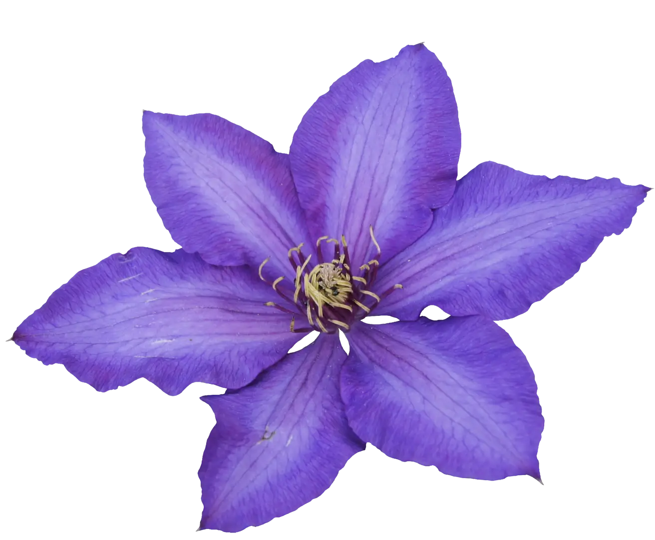 Purple Clematis Flower with Detailed Petals