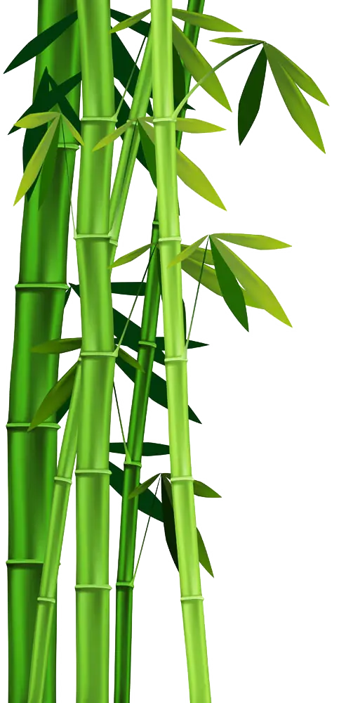 Green Bamboo Stems with Leaves