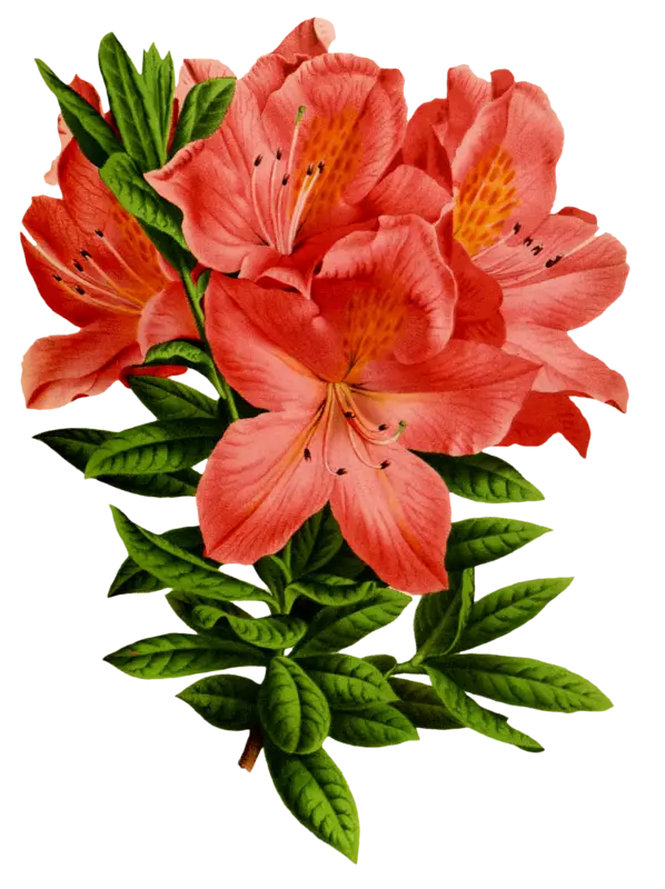 Beautiful Red Flowers