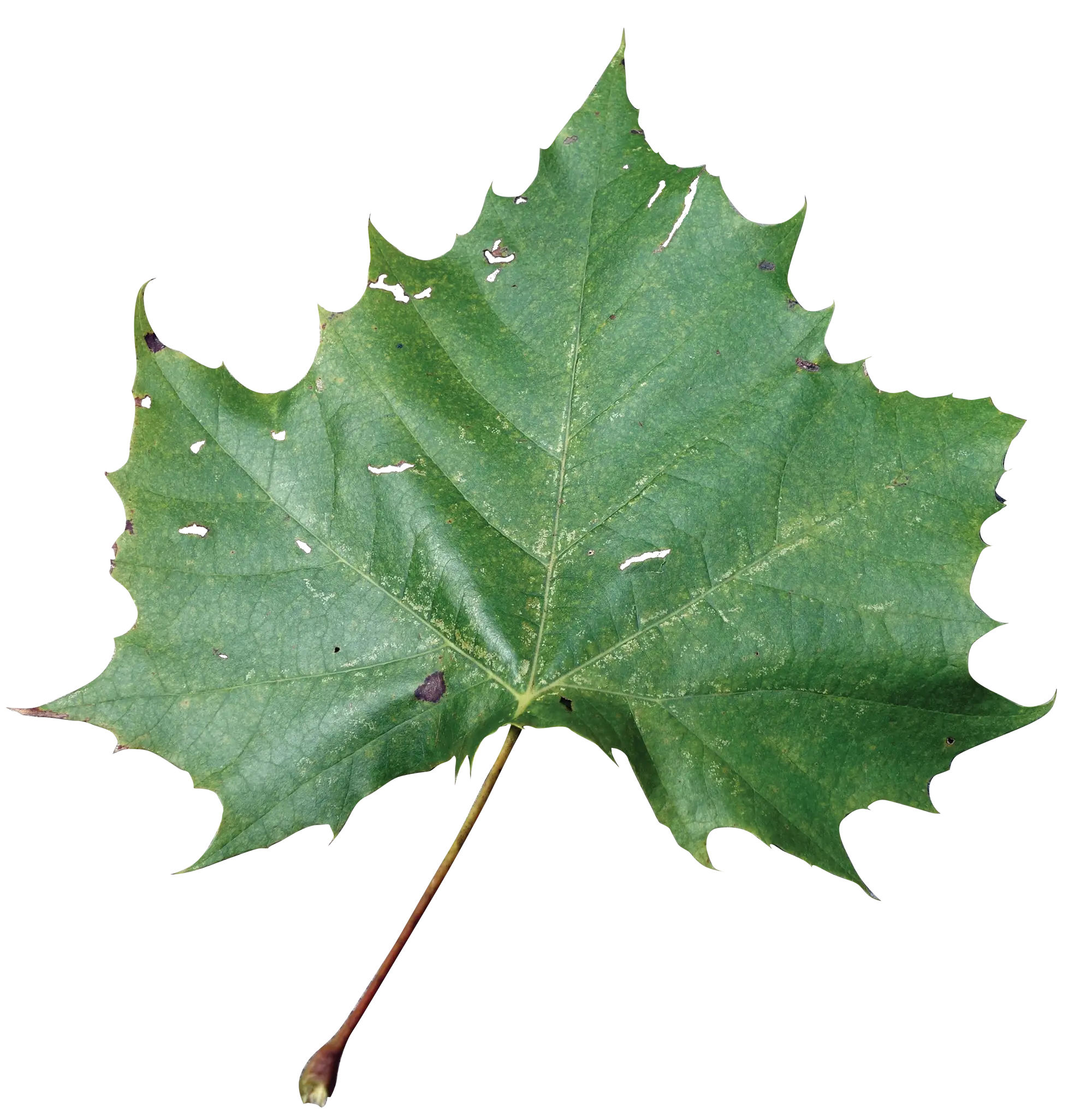 Green Maple Leaf Illustration