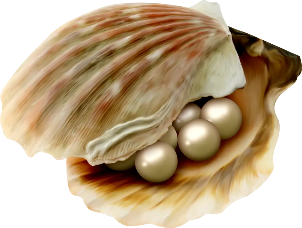 Beautiful Pearls in a Shell