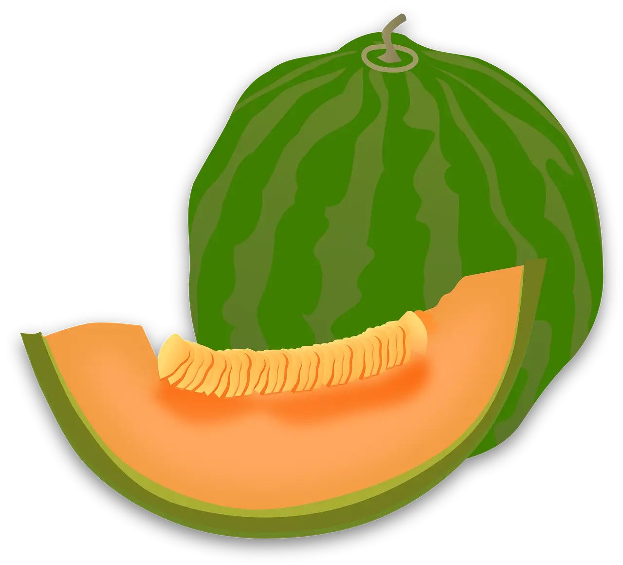Cantaloupe and Watermelon Slice Illustration