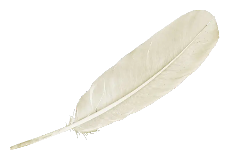 Delicate White Feather