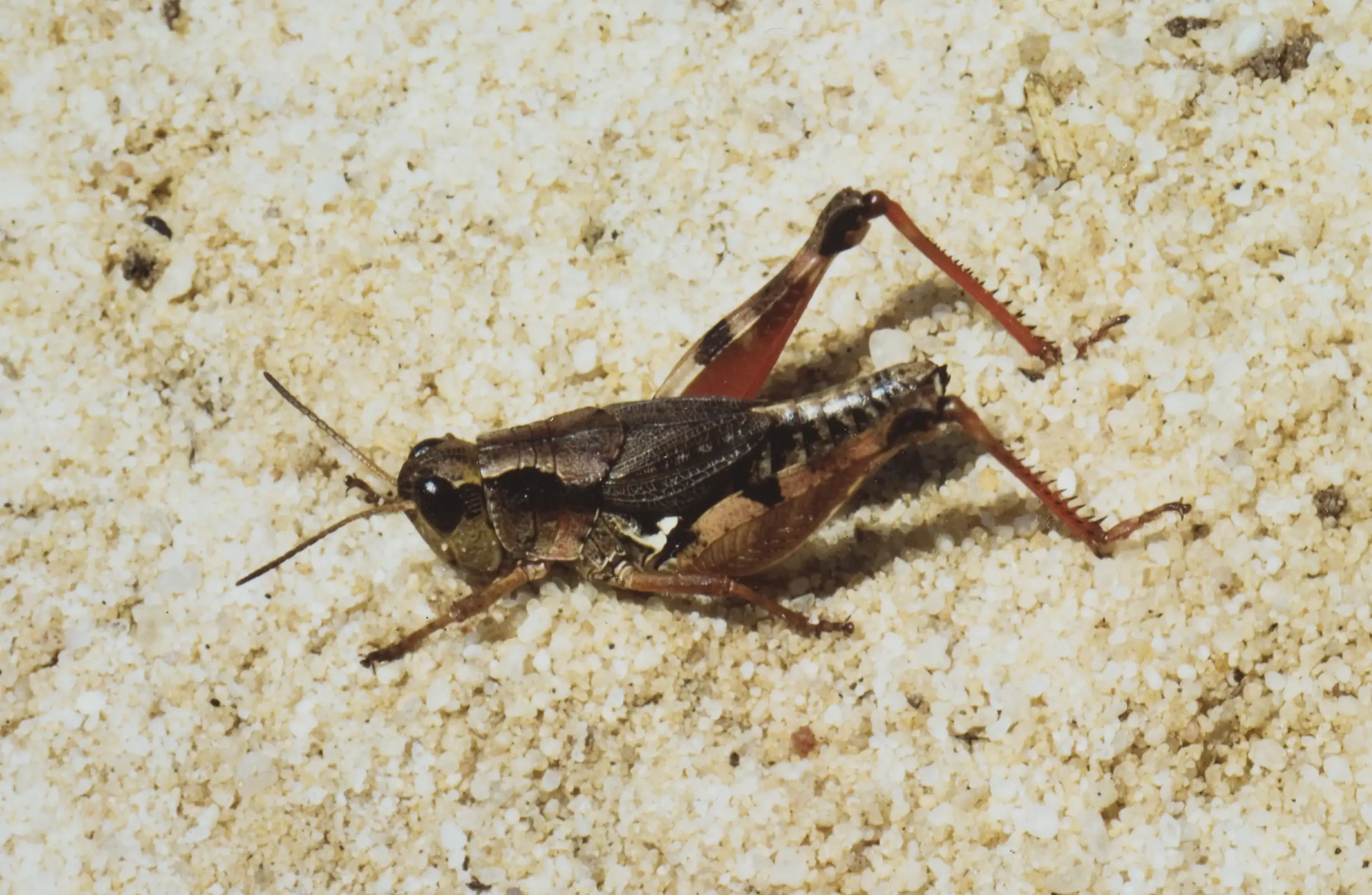 Grasshopper on Sand