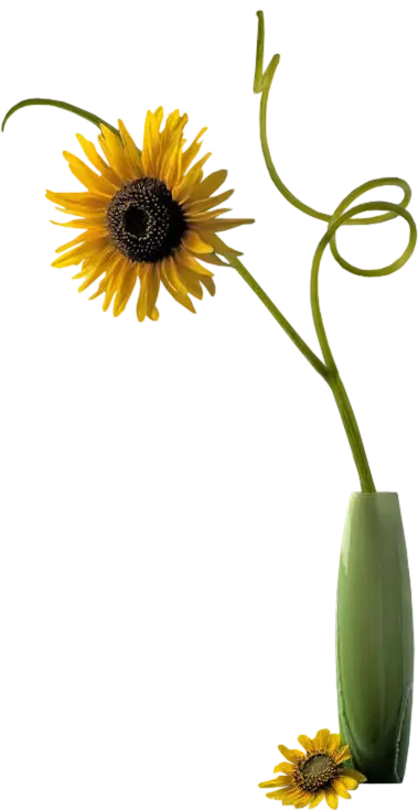 Sunflower in Green Vase