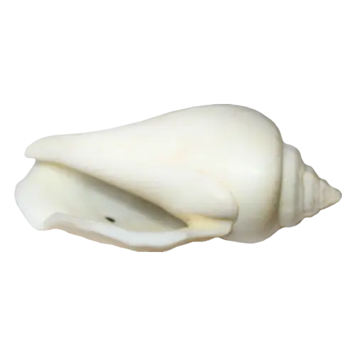 White Sea Shell for Beach and Marine Decor
