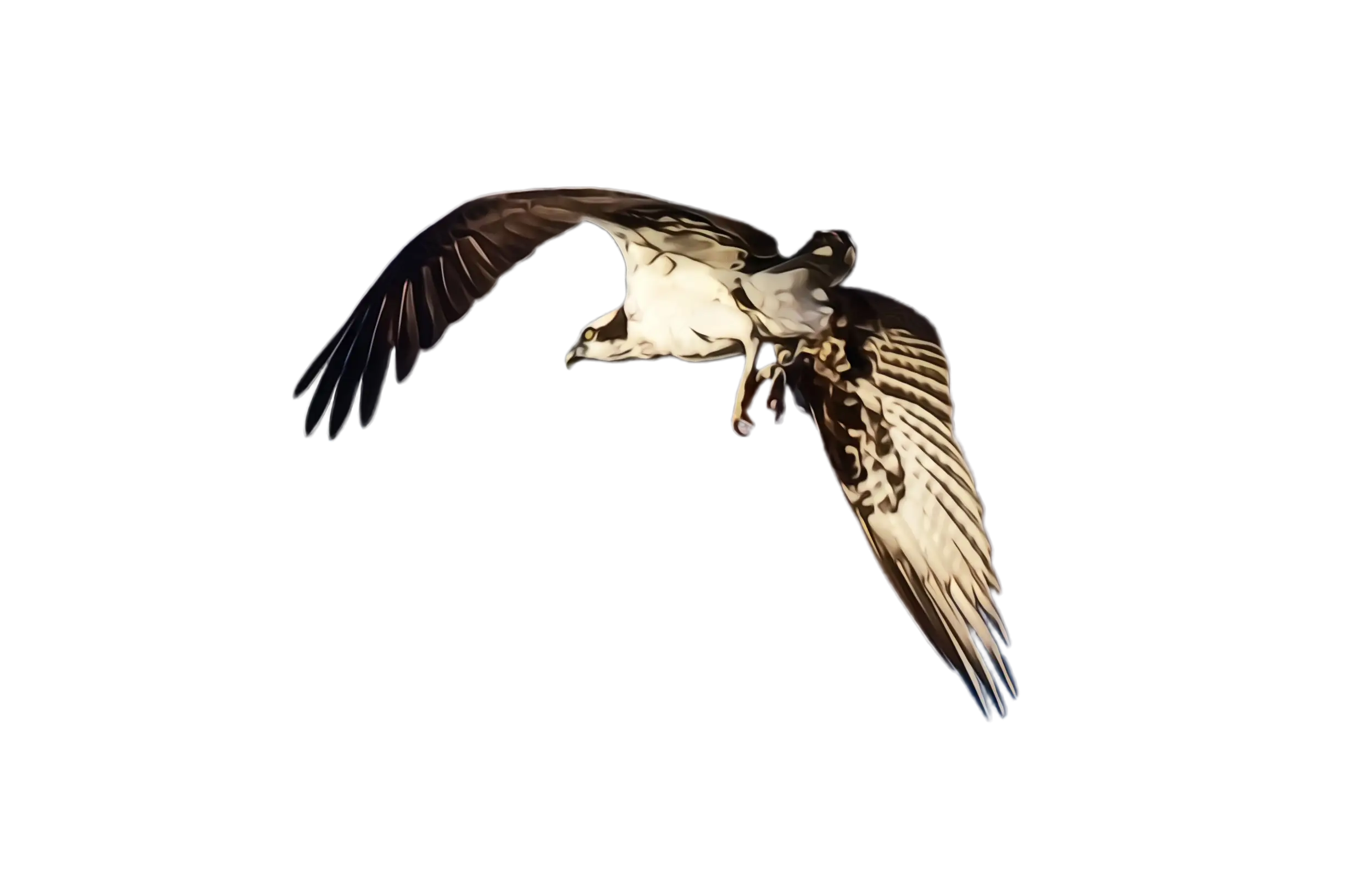 Bird Soaring in Flight