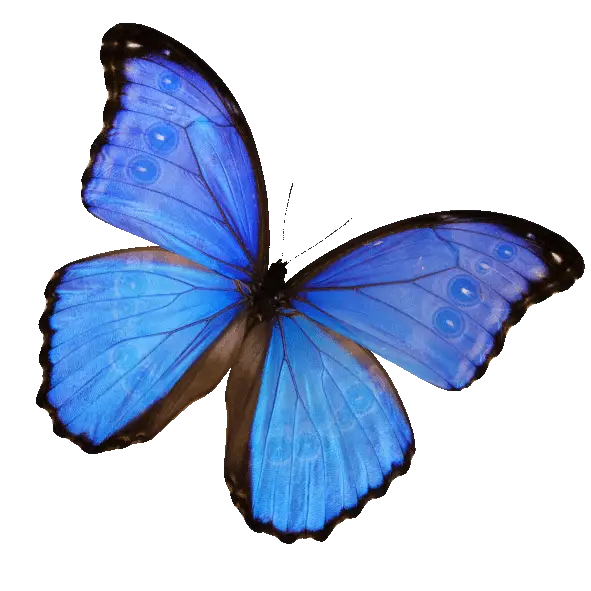 Blue Butterfly Illustration with Detailed Wings