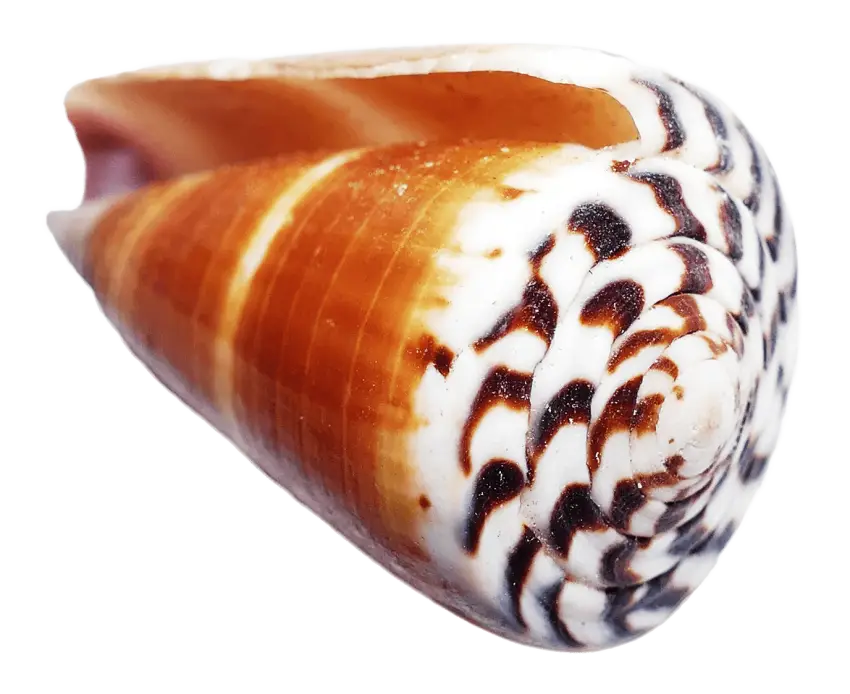 Beautiful Seashell from the Ocean