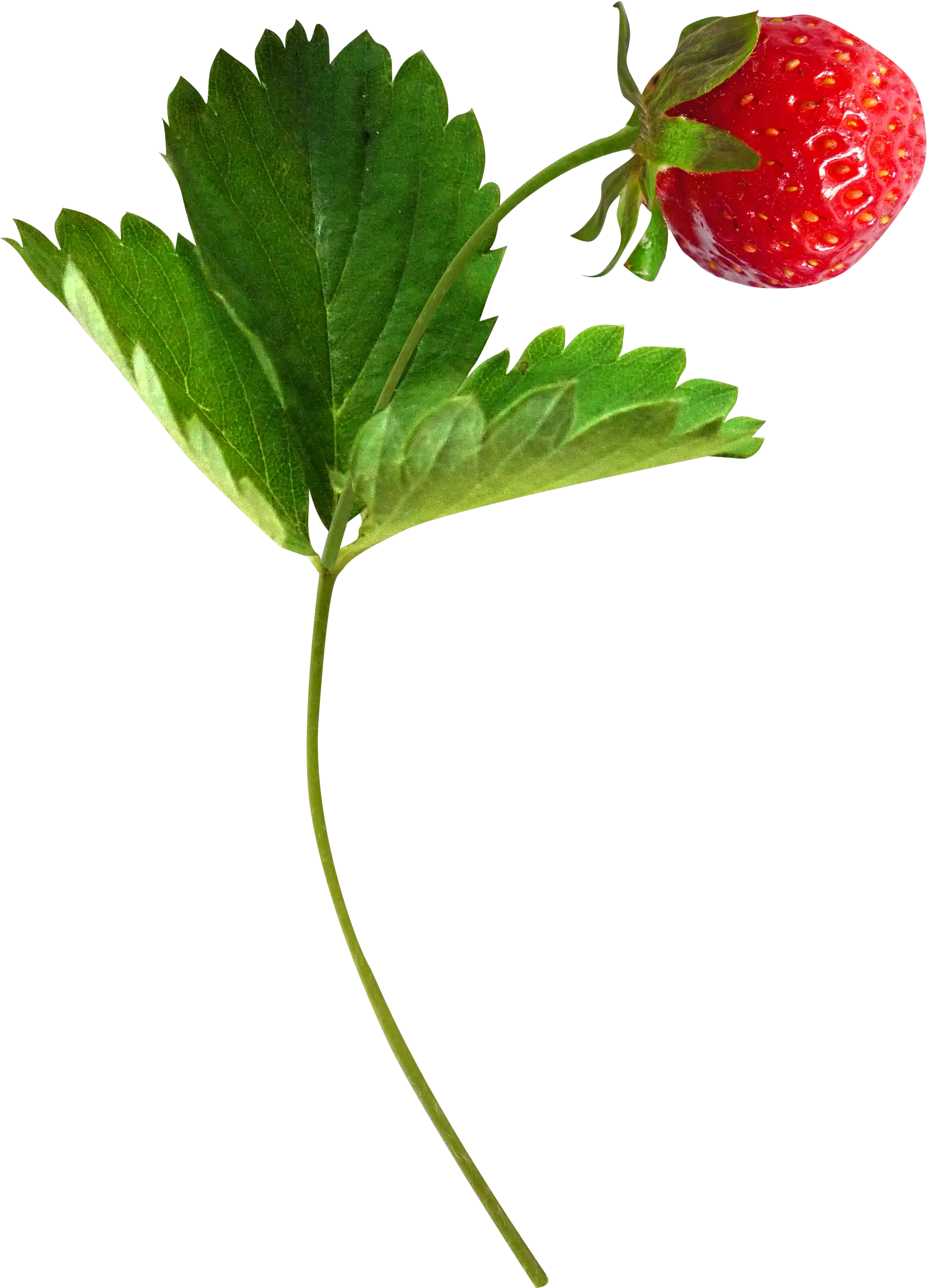 Strawberry with Leaf