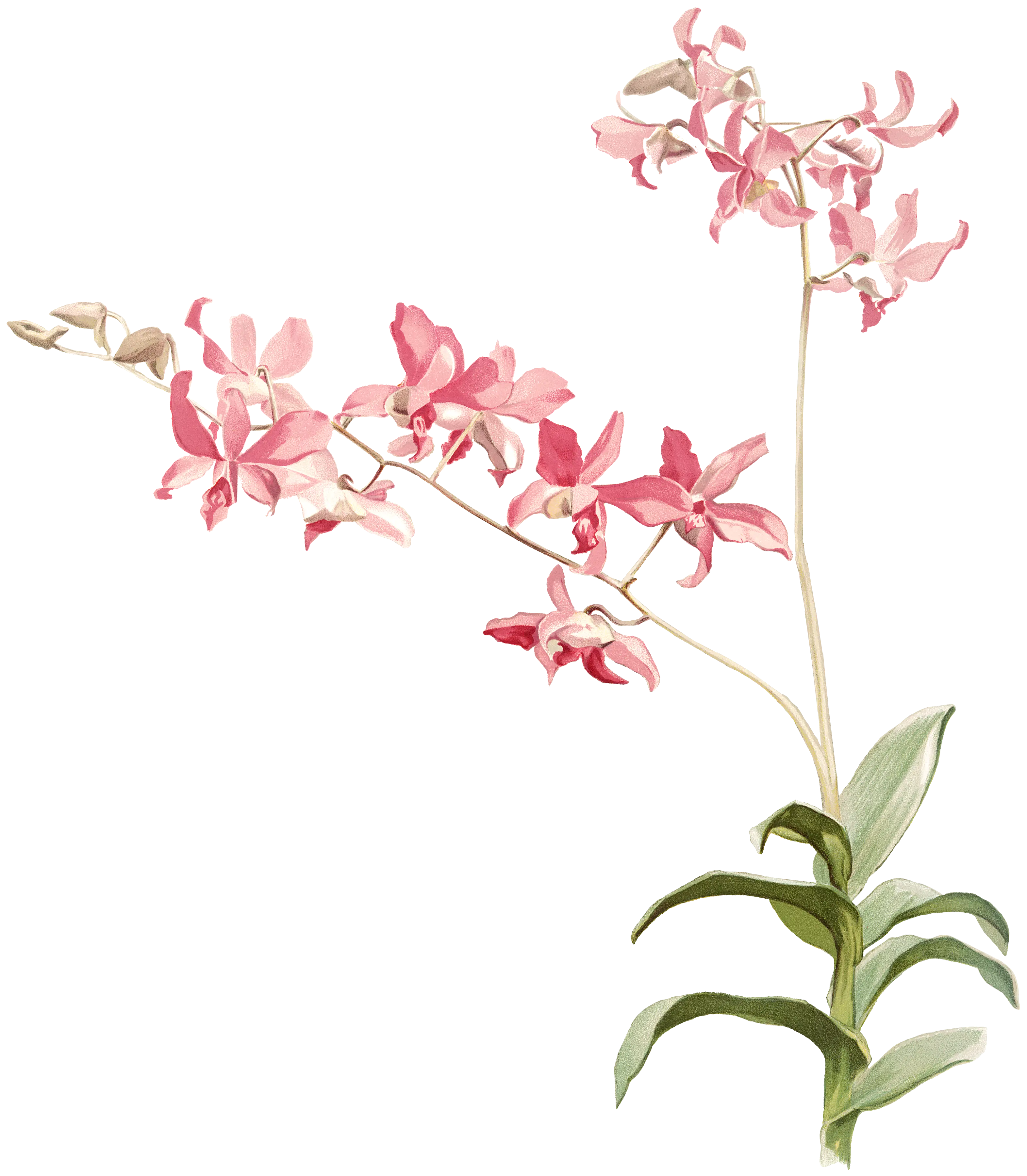 Delicate Pink Orchid Flower
