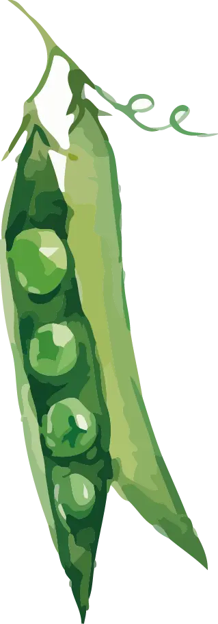Green Pea Pod Illustration