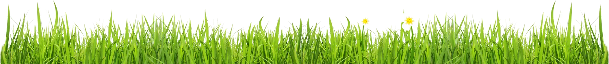 Fresh Green Grass Row Illustration