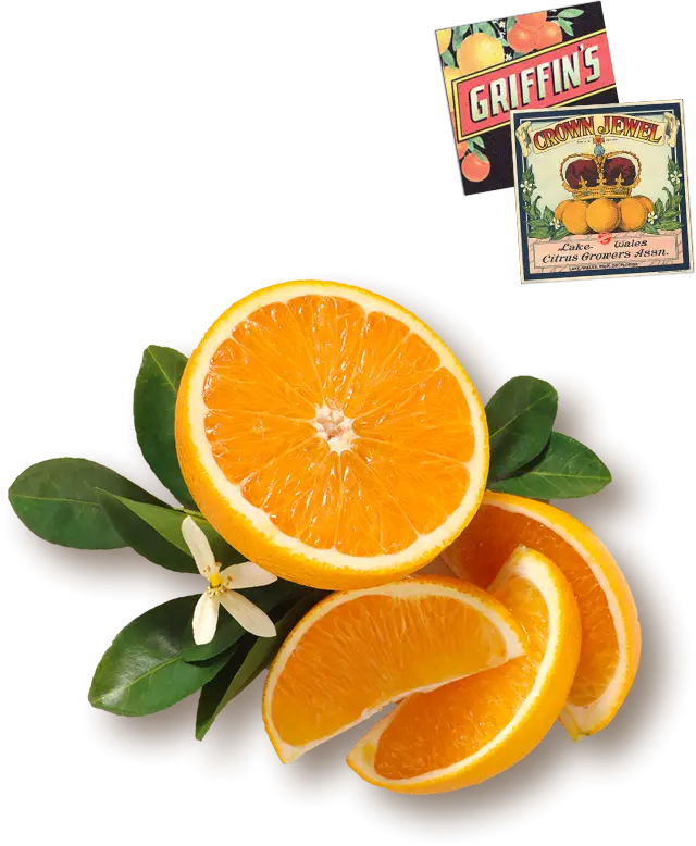 Fresh Orange Slices with Leaves